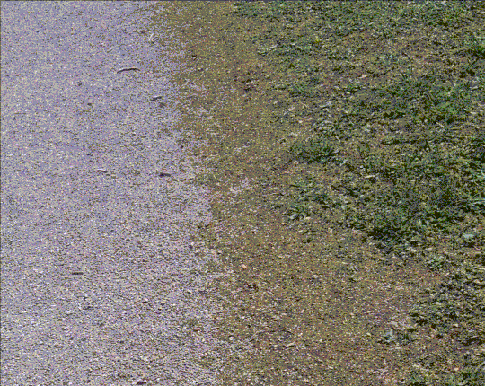 A gif of me feeding one of the crows.